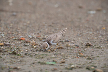 Kentish Plover (Charadrius alexandrinus) feeding by the sea on the beach
