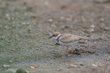 Kentish Plover (Charadrius alexandrinus) feeding by the sea on the beach