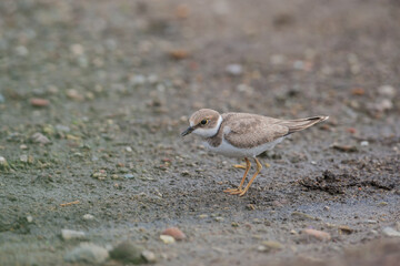 Kentish Plover (Charadrius alexandrinus) feeding by the sea on the beach