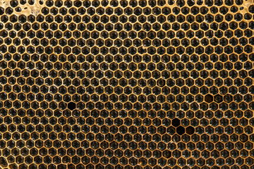 Background of wax honeycomb. Honey cells. Natural texture. Beekeeping concept