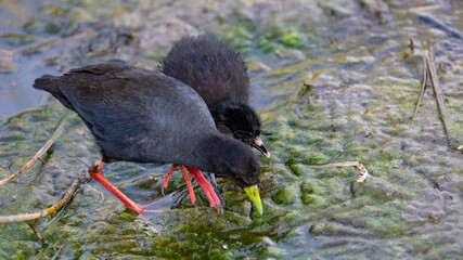a black crake adult and chick