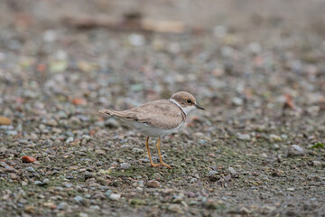 Fototapeta premium Kentish Plover (Charadrius alexandrinus) feeding by the sea on the beach