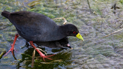 a black crake adult and chick