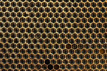 Texture of honeycomb. Natural background. Beekeeping. Honey cells