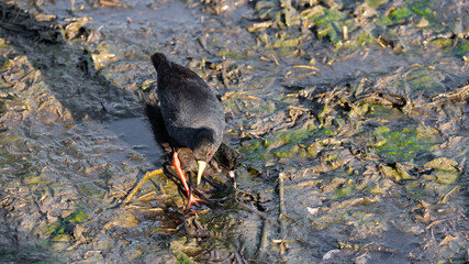 black crake mother and baby