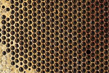 Hexagonal honeycomb background. Abstract natural pattern. Honey cells.