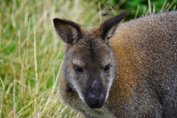 Red necked wallaby © Colin