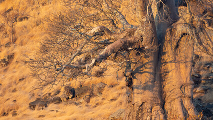 Southern ground hornbill in a baobab tree