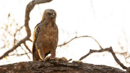 Tawny eagle feeding on a tree squirrel