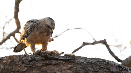 Tawny eagle feeding on a tree squirrel