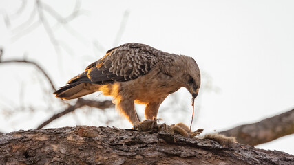 Tawny eagle feeding on a tree squirrel