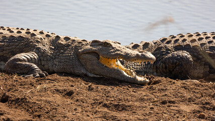 a big Nile crocodile warming up