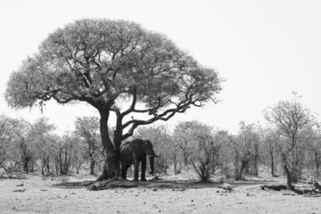 African elephant resting in the shade of a tree - obrazy, fototapety, plakaty