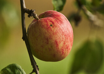 red apple on a branch