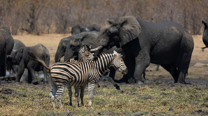 Fototapeta na wymiar Zebras and elephants at the waterhole