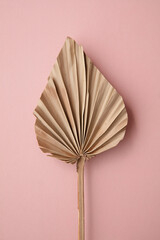 Dried tropical palm tree leaf minimal decoration on a pastel pink background