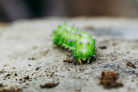 Close up sur une chenille verte en train de ramper sur un rocher