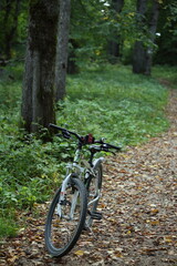 Modern mountain bike on a forest path. Bicycle surrounded by trees and bushes. High quality photo