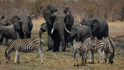 big African elephant bull at the waterhole