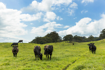 高原の牧場の雌牛の群れ