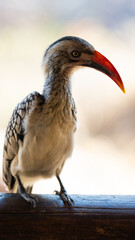 red-billed hornbill close up