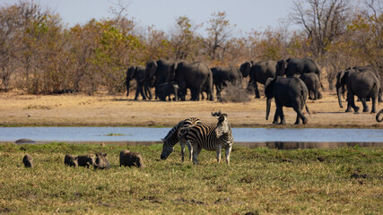 different animal species at the waterhole