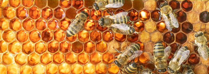 Bees on honeycomb. Banner. Macro photo. Fresh healthy honey concept.