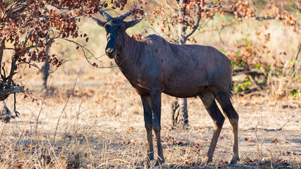 Tsessebe antelope in the wild