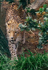 Guepard