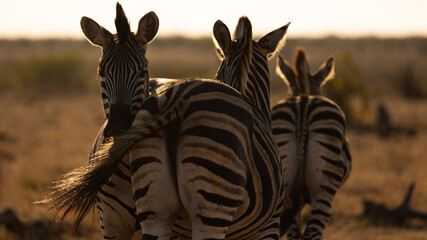 back to back zebras in golden light