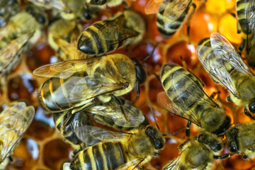 Bees on honeycomb. Macro photo. Working bees on honey cells.