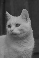 Chat