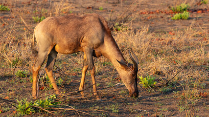 Tsessebe antelope in the wild