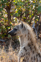 side view of a spotted hyena