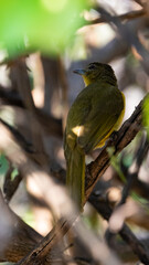 a yellow-bellied greenbul in thick bush