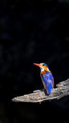 malachite kingfisher perched on a branch
