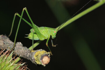 green grasshopper phaneroptera falcata photo