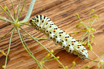 Fototapeta premium Caterpillar - black swallowtail larva on a dill stem. Papilio polyxenes.