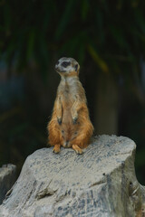 Sentinelle
