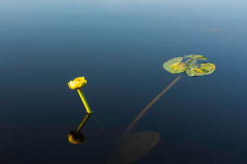 yellow flower in the water