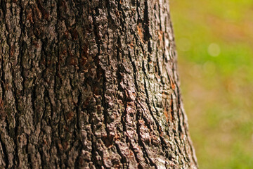 Real pretty old tree bark