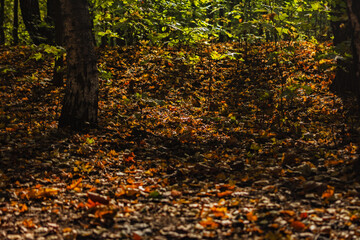 Gold of leaves in autumn forest