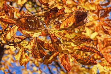 Golden autumn chestnut leaves in sunlight