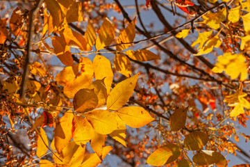 Fototapeta na wymiar Golden autumn leaves on blue sky background