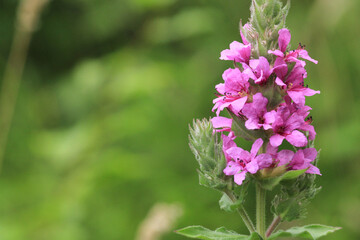 Obraz premium lythrum salicaria flower macro photo