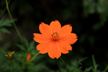 オレンジ色が鮮やかな、花壇に咲くキバナコスモス花
