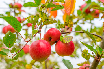 Apple trees in the garden with ripe red apples
