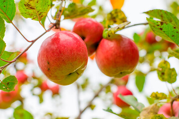 Apple trees in the garden with ripe red apples