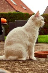 Chat