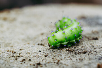 Close up sur une chenille verte en train de ramper sur un rocher